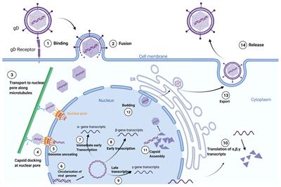 Frontiers | Herpes Simplex Virus 1 As An Oncolytic Viral Therapy For ...